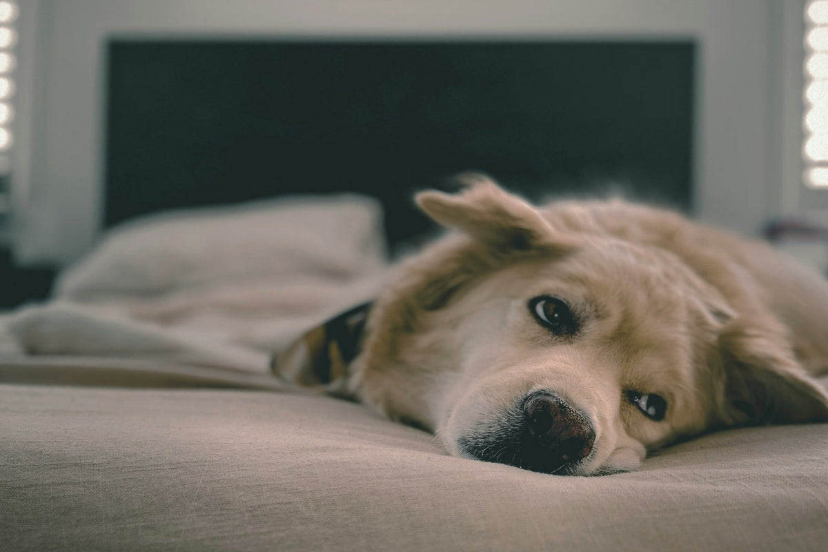 a dog laying on top of a bed