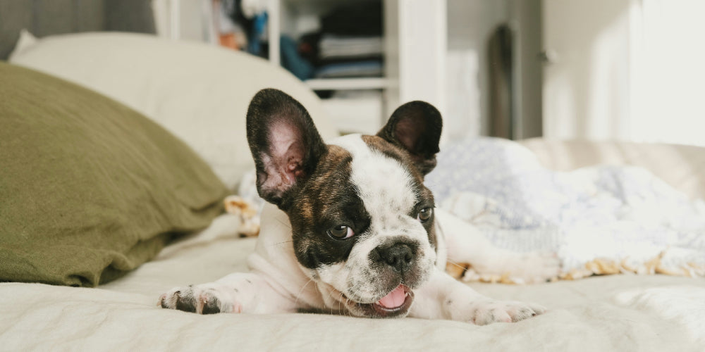 a french bulldog laying on a bed