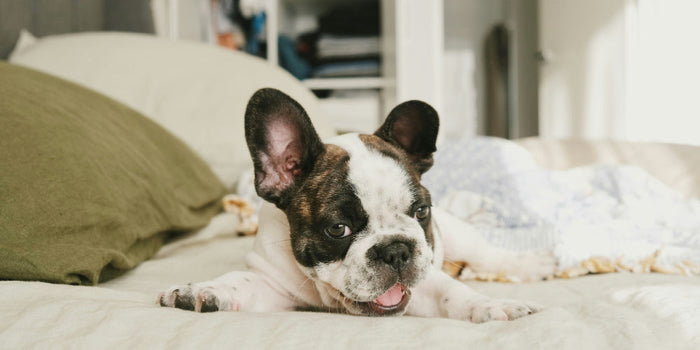 a french bulldog laying on a bed