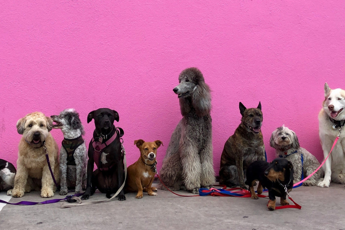 several different dog breeds standing in front of a pink wall