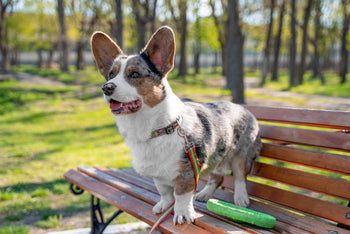 A tri-color Corgi with large, upright ears standing on a wooden bench outdoors in a park.