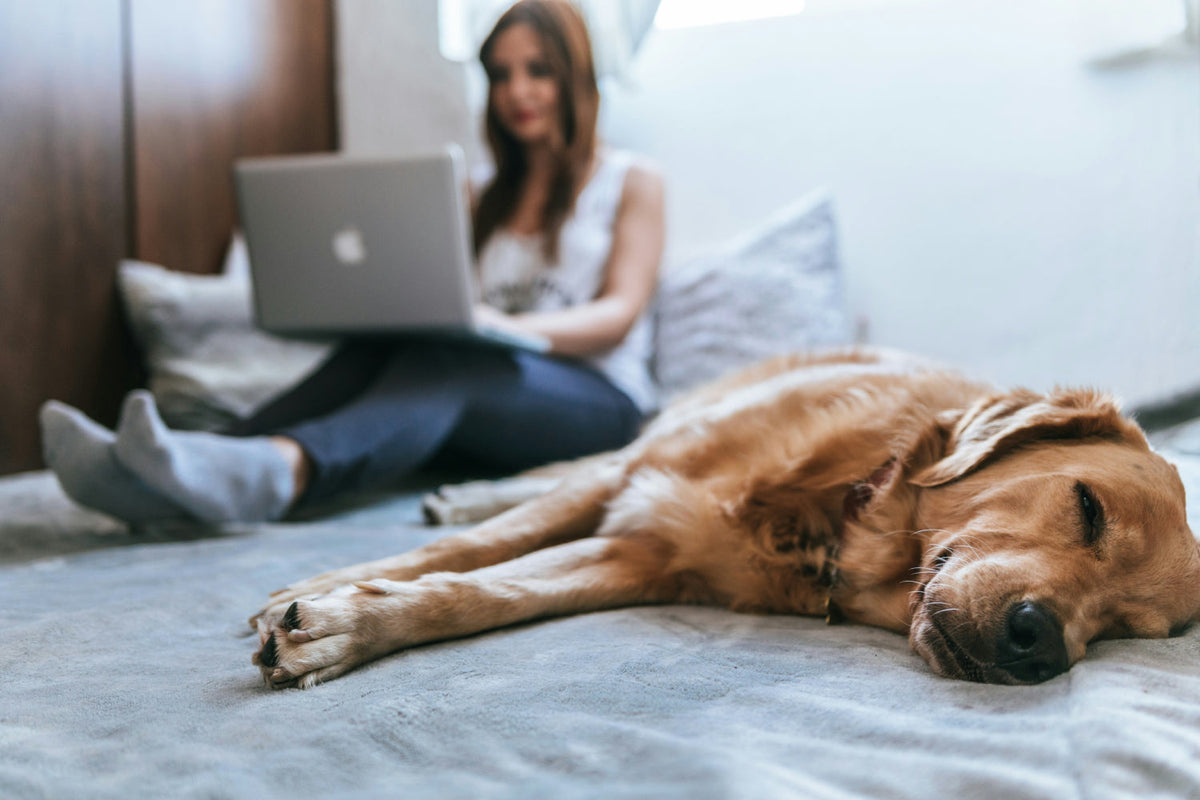 dog laying in the bed next to owner