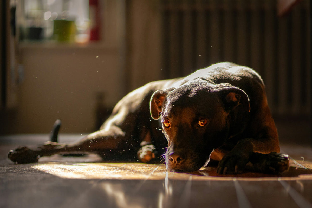 a dog laying calmly on the floor