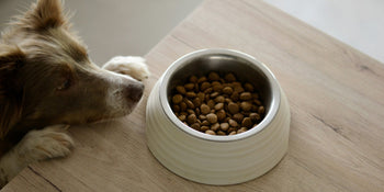 a brown and white dog with dog kibble