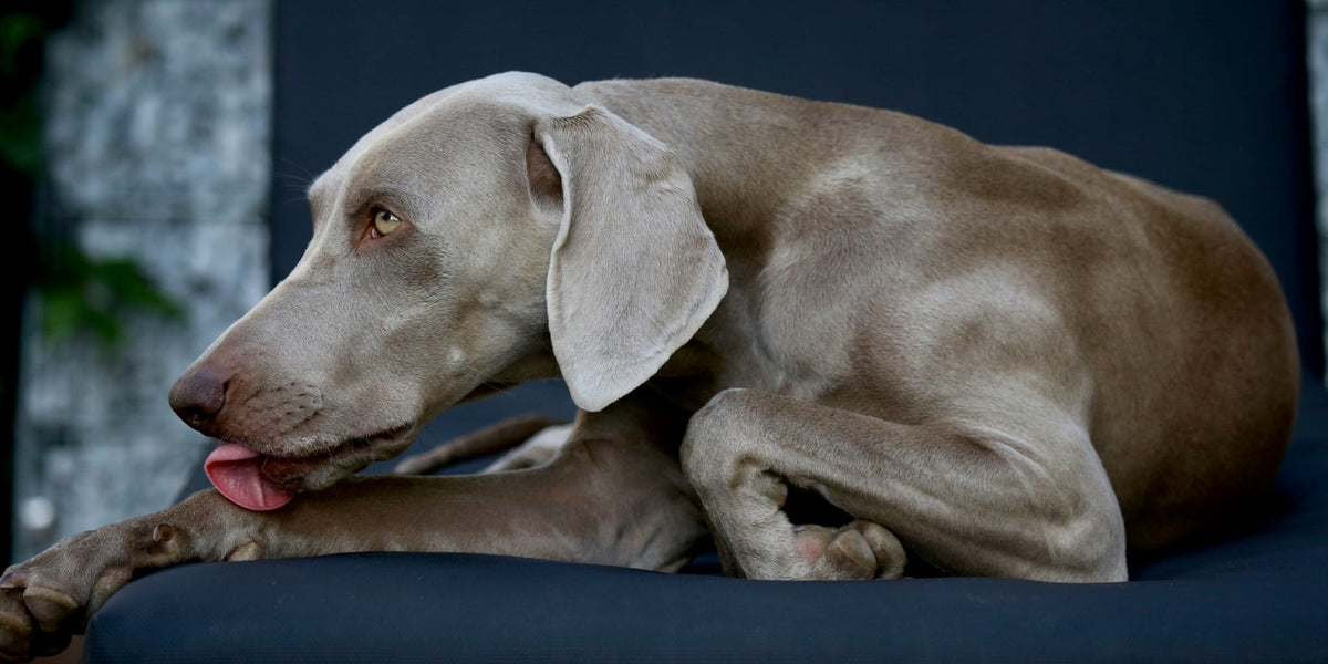 grey dog licking paw