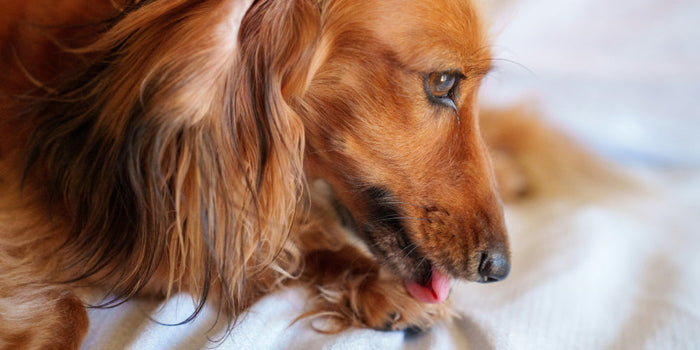 How Do I Keep My Dog from Licking Her Wound?