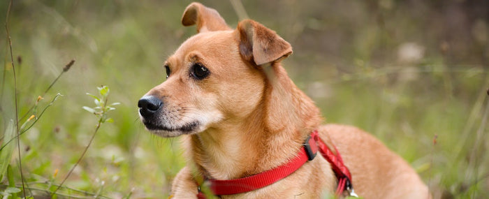 Dog Ear Discharge: Everything You Need to Know