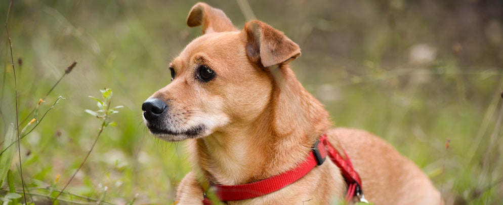 Dog Ear Discharge: Everything You Need to Know