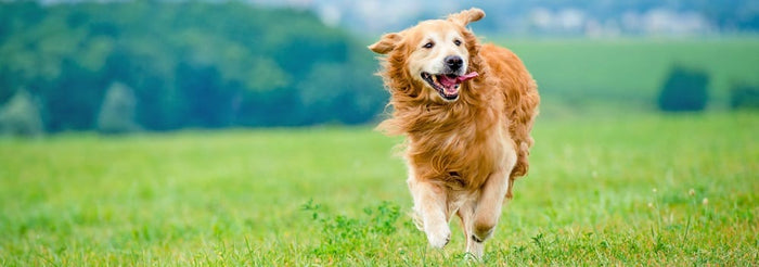 a golden retriever running through a field
