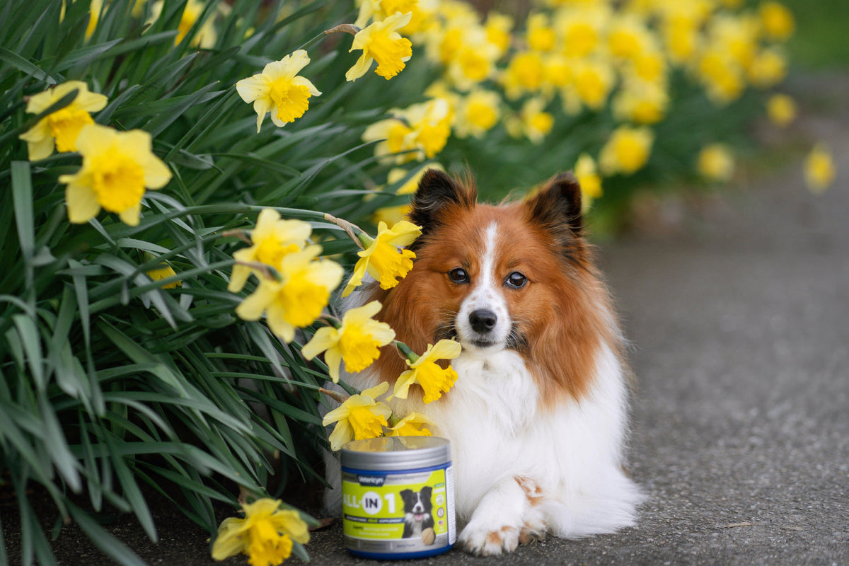 a small fluffy brown and white dog laying near yellow flowers