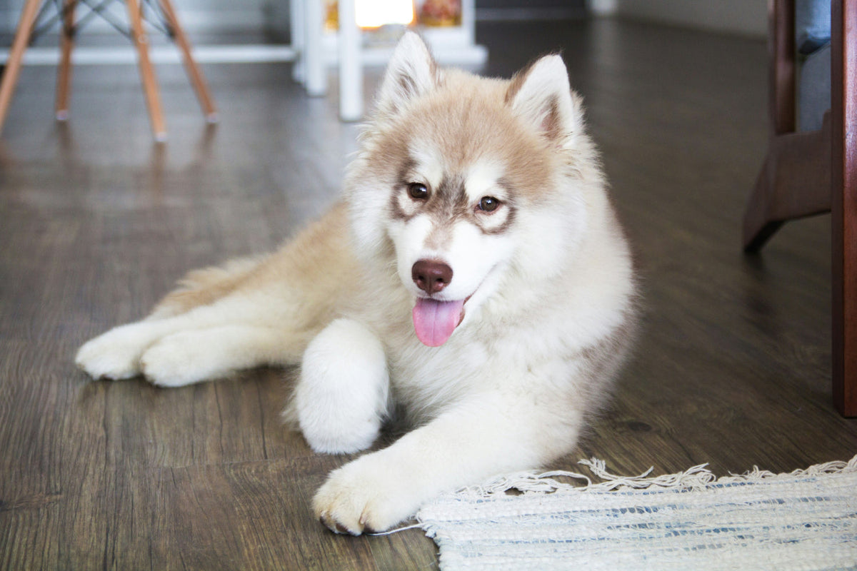white and brown dog laying on a wooden floor