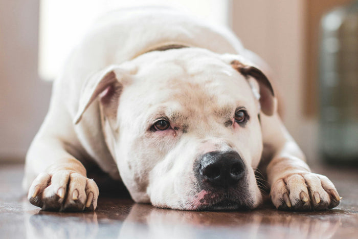 white dog laying inside on the hard floor