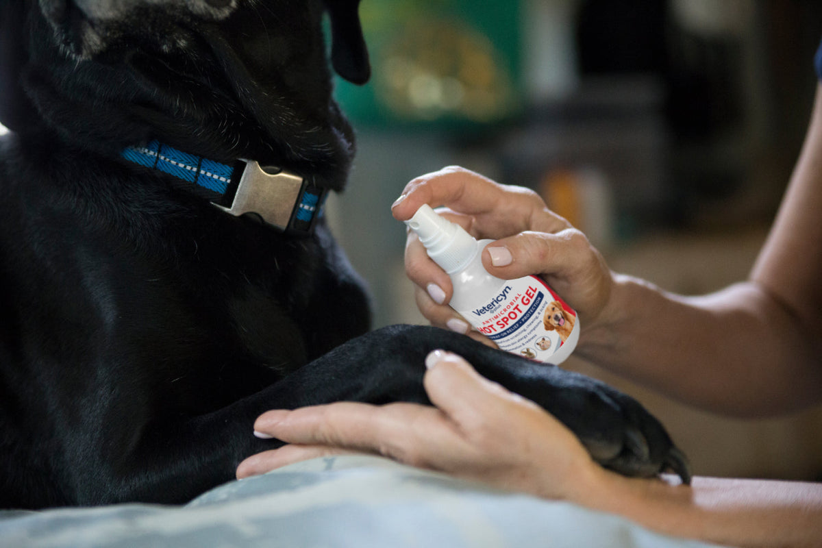 Black lab's paw being sprayed with vetericyn hot spot gel