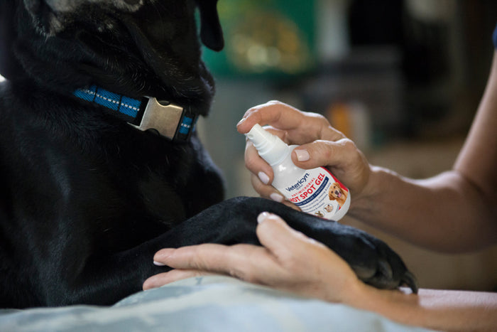 Black lab's paw being sprayed with vetericyn hot spot gel