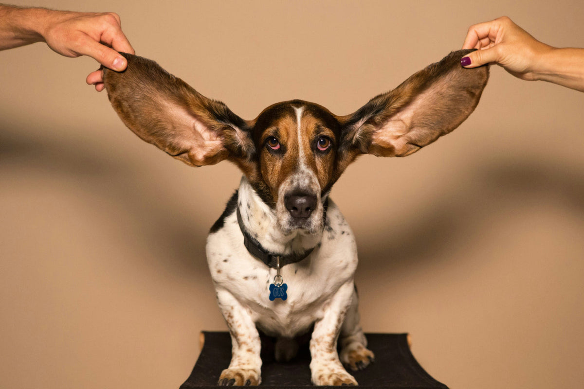 a basset hound dog sitting while hands hold his ears out