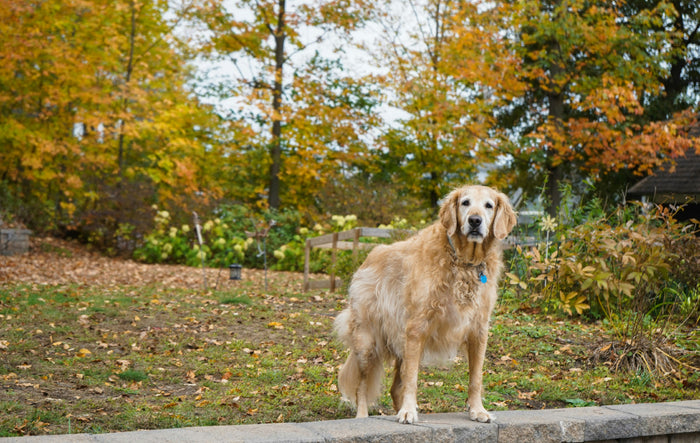 old golden retriever standing in grass
