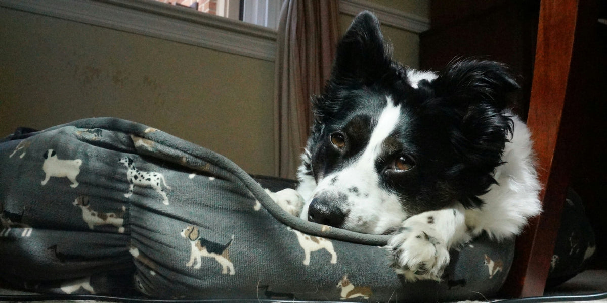 black and white dog laying in dog bed