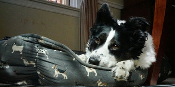 black and white dog laying in dog bed