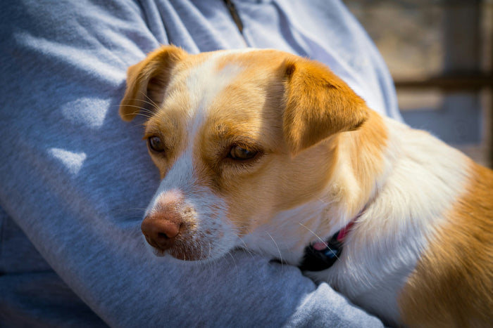 a close up of a dog laying a persons arms