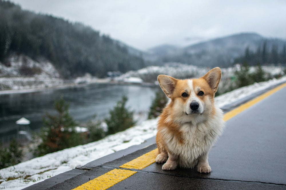 Exploring the Dangers of Road Salt & Dog Paws