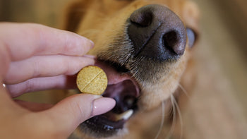 dog eating supplement
