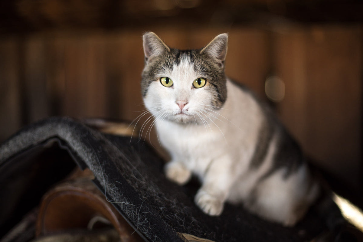 white and great barn cat with green eyes sitting on a saddle