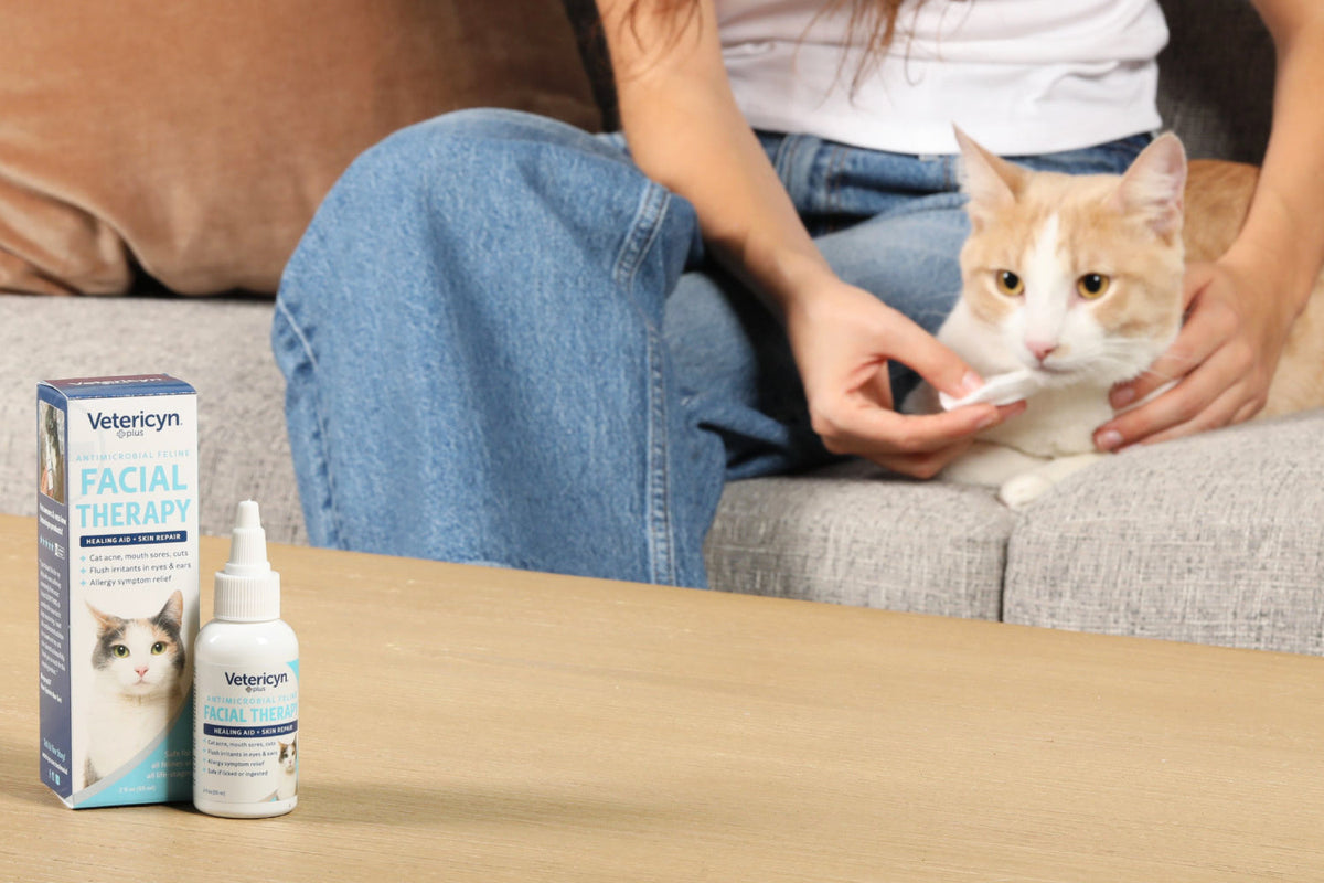 caring for cat acne with vetericyn feline facial therapy