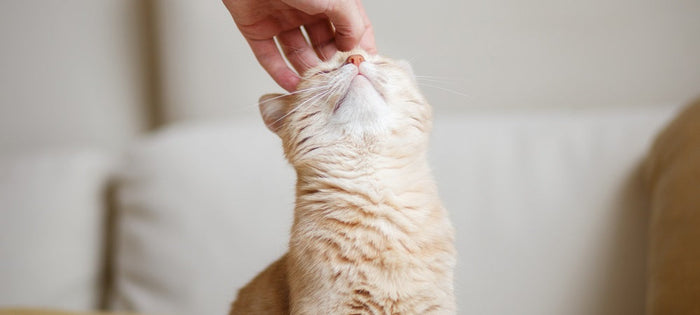 Cat being petted 