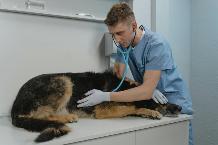 german shepherd being examined by a veterinarian