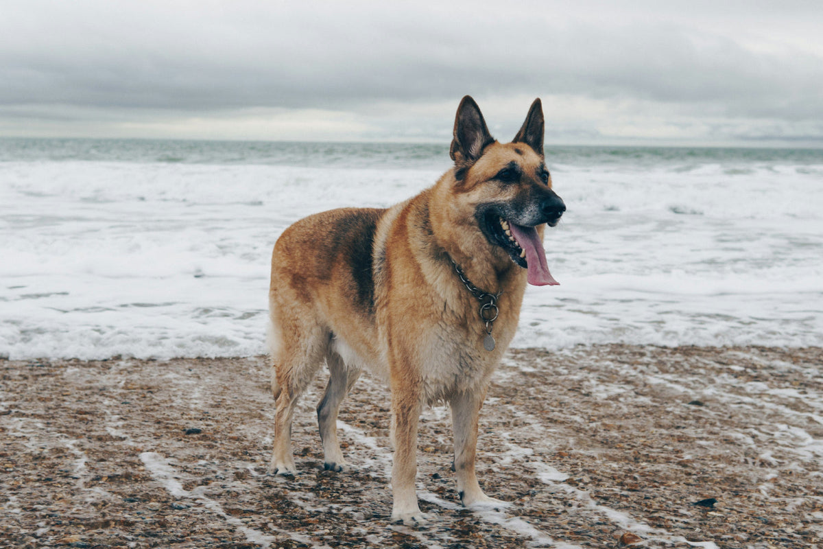 older german shepherd standing on a beach