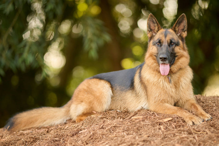 german shepherd dog laying down