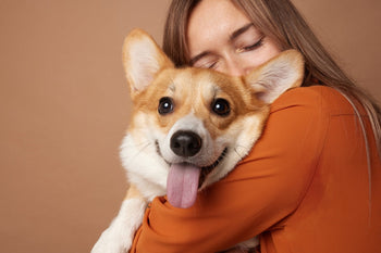 Girl hugging Pembroke Welsh Corgi on a beige clean background