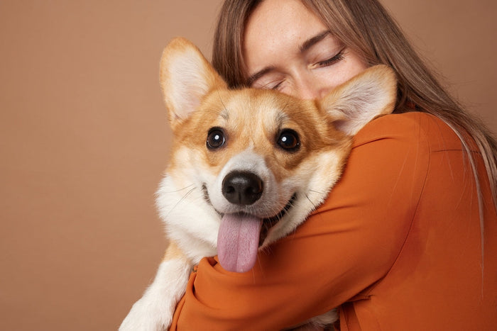 Girl hugging Pembroke Welsh Corgi on a beige clean background