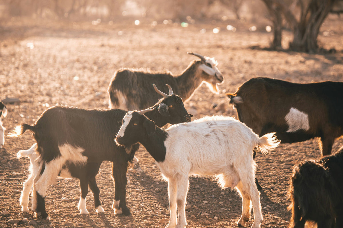 a small herd of goats standing around