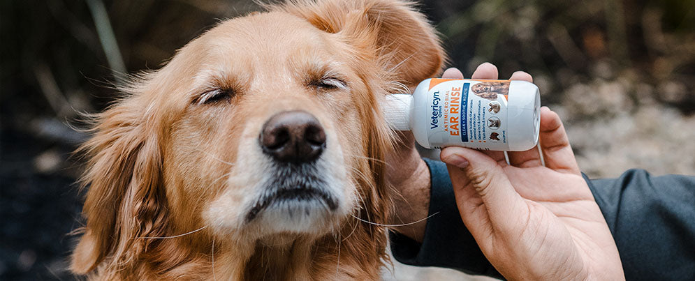 Golden retriever getting Vetericyn Ear Rinse applied in ear.