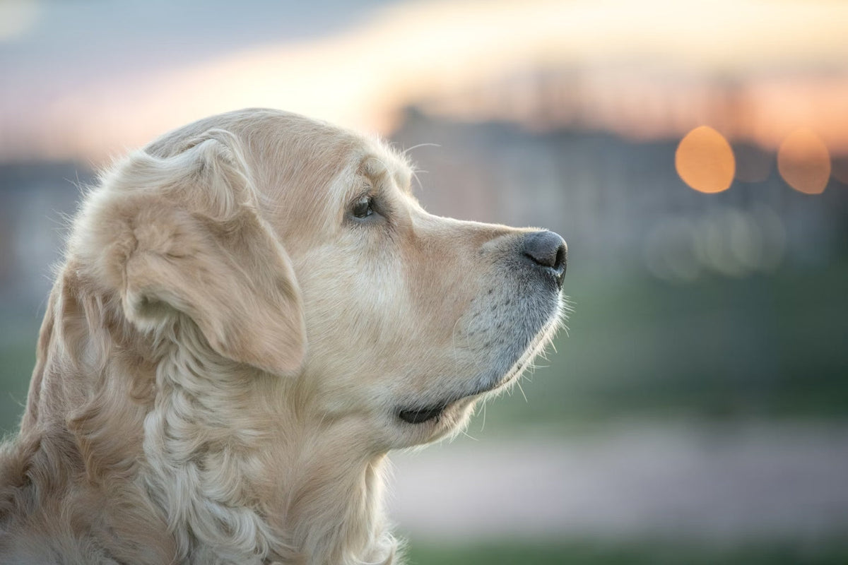 side profile image of a golden retriever