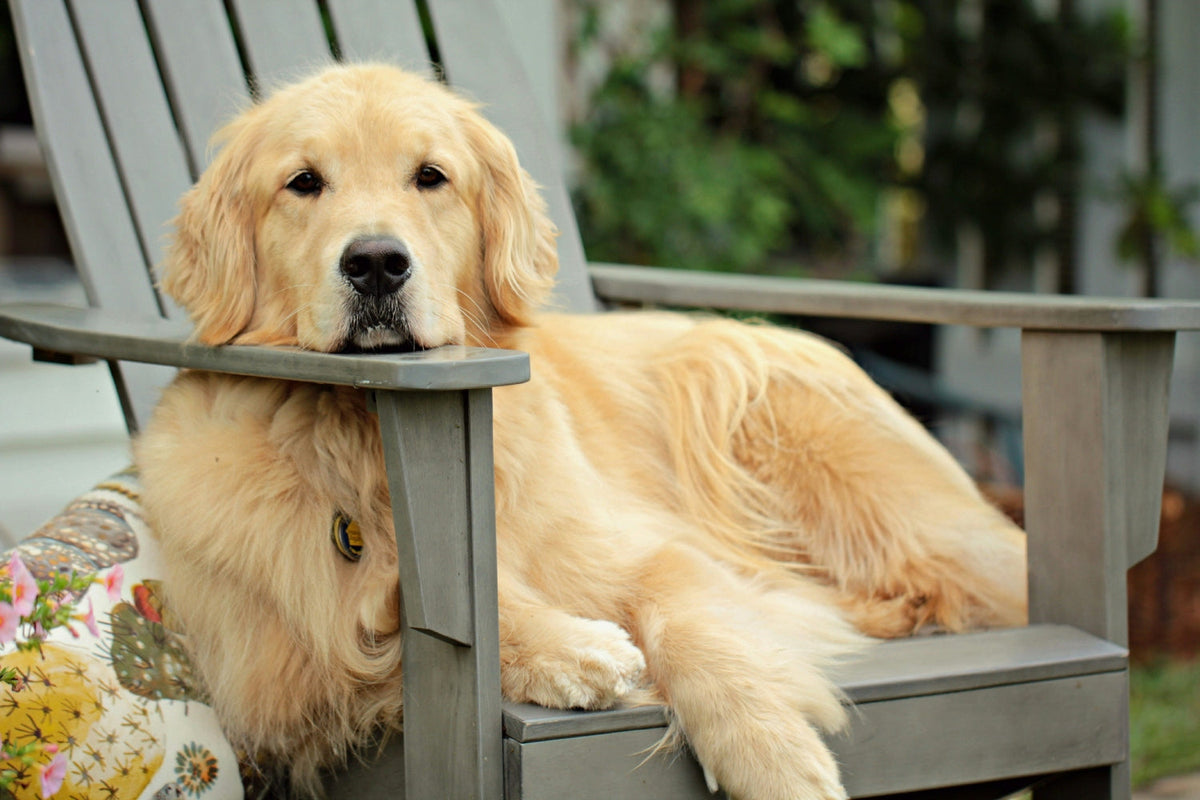golden retriever laying on a lawn chair