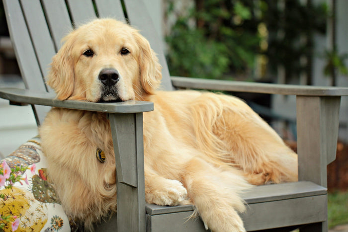 golden retriever laying on a lawn chair