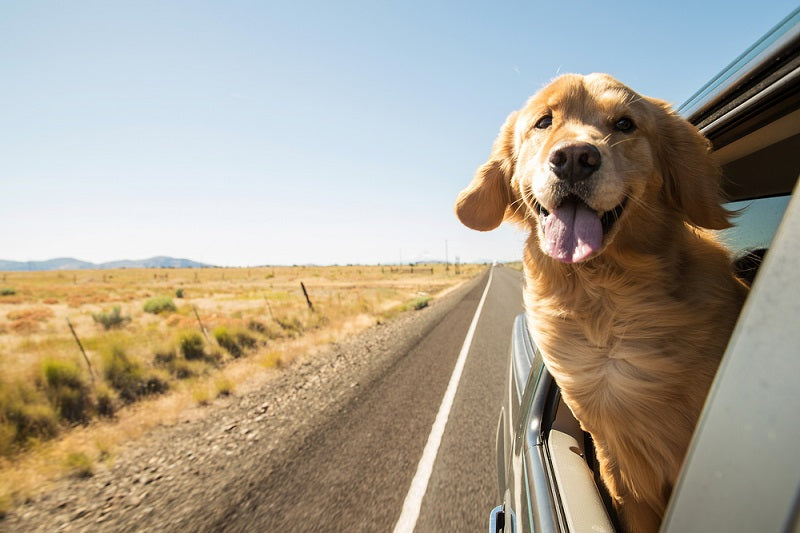 a young golden retriever with its head out of a car window