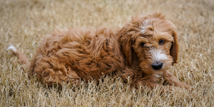 goldendoodle puppy