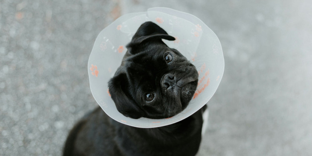 The Healing Stages of a Dog Wound