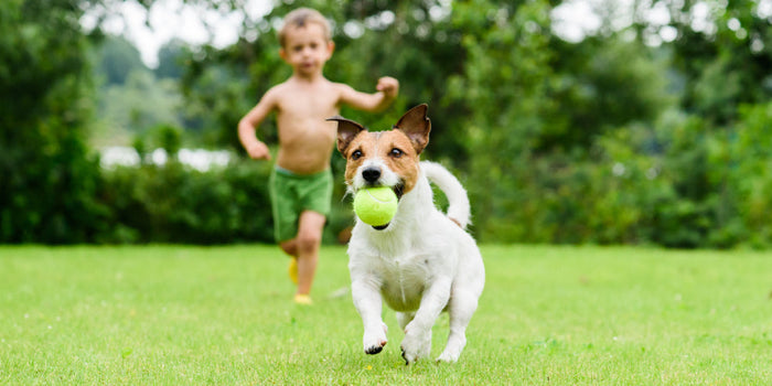 Calming a High Energy Dog: A Helpful Guide