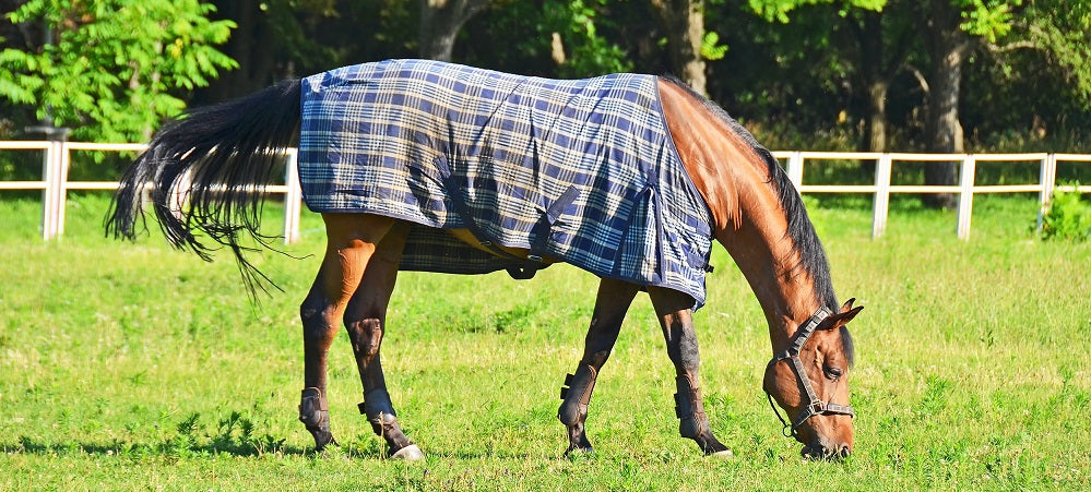 The Importance of Newborn Foal Navel Care