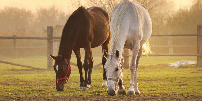 Get Your Horse Ready for Spring With These 8 Tips