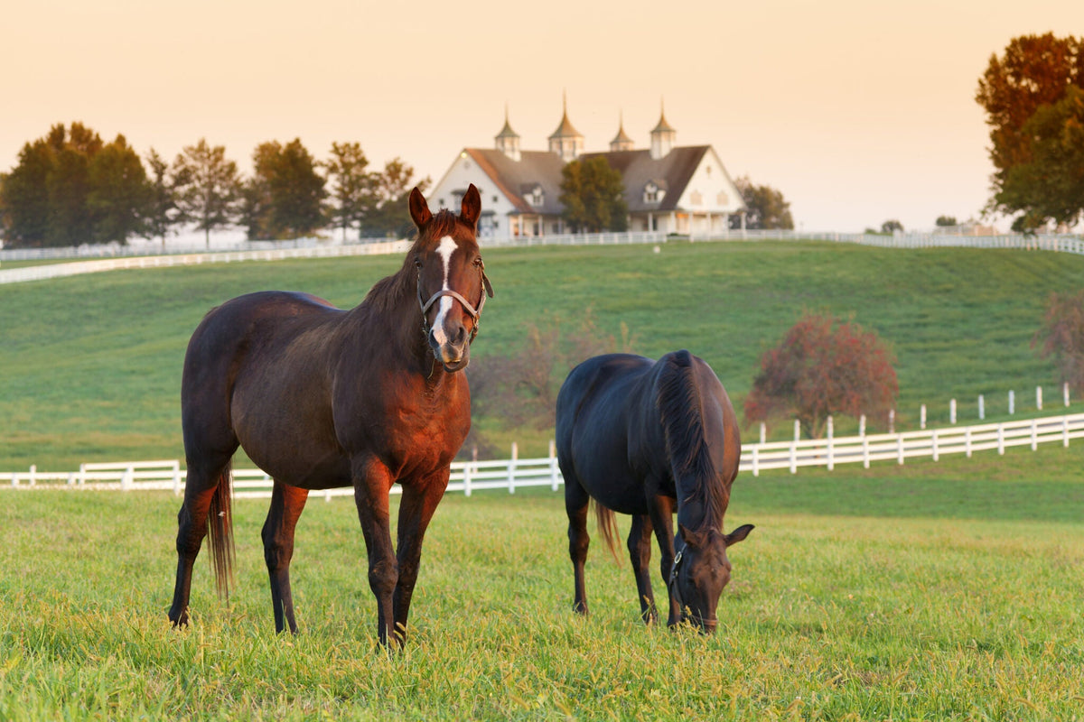 Treating Ringworm in Horses: A Complete Guide.
