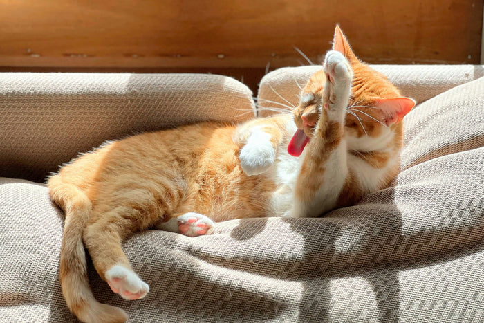 a ginger cat licking itself on a couch