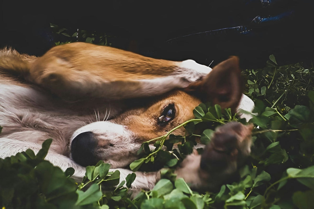 a brown and white dog laying down with paws over ears