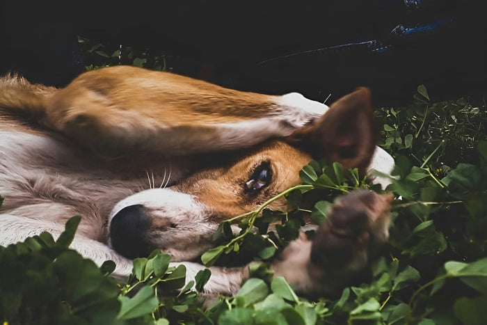 a brown and white dog laying down with paws over ears