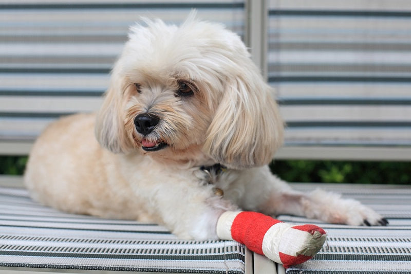 How to Cover a Dog Wound to Improve Healing