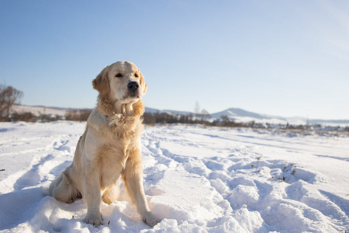 How to Protect Dog Paws in Winter​